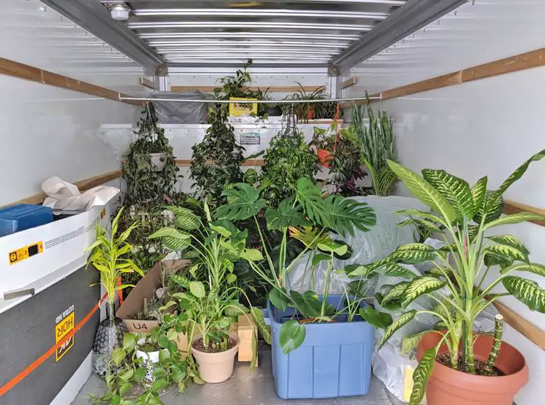 Best Way to Move House Plants Across Country