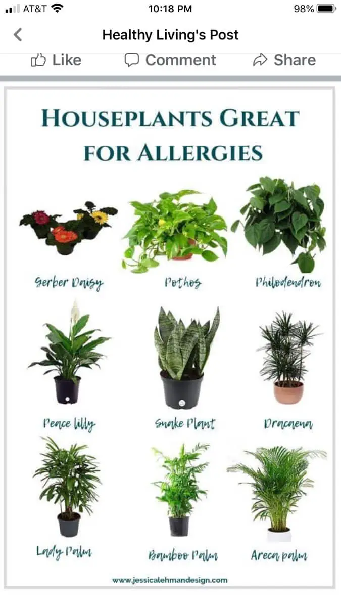 Can House Plants Cause Allergies in Dogs