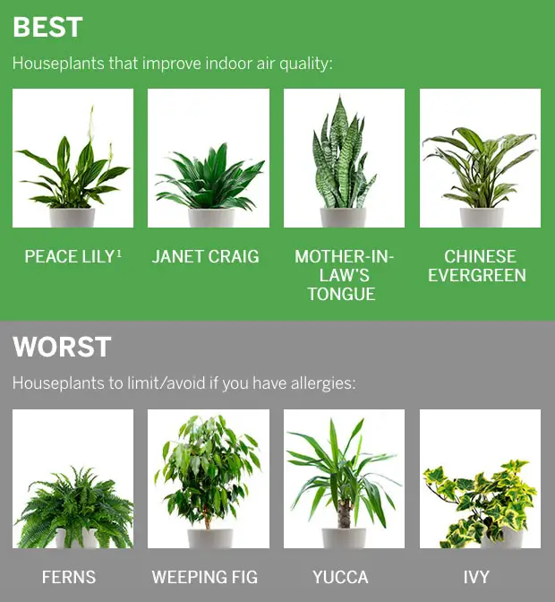 Can Indoor Plants Cause Sinus Problems?: Uncovering the Truth