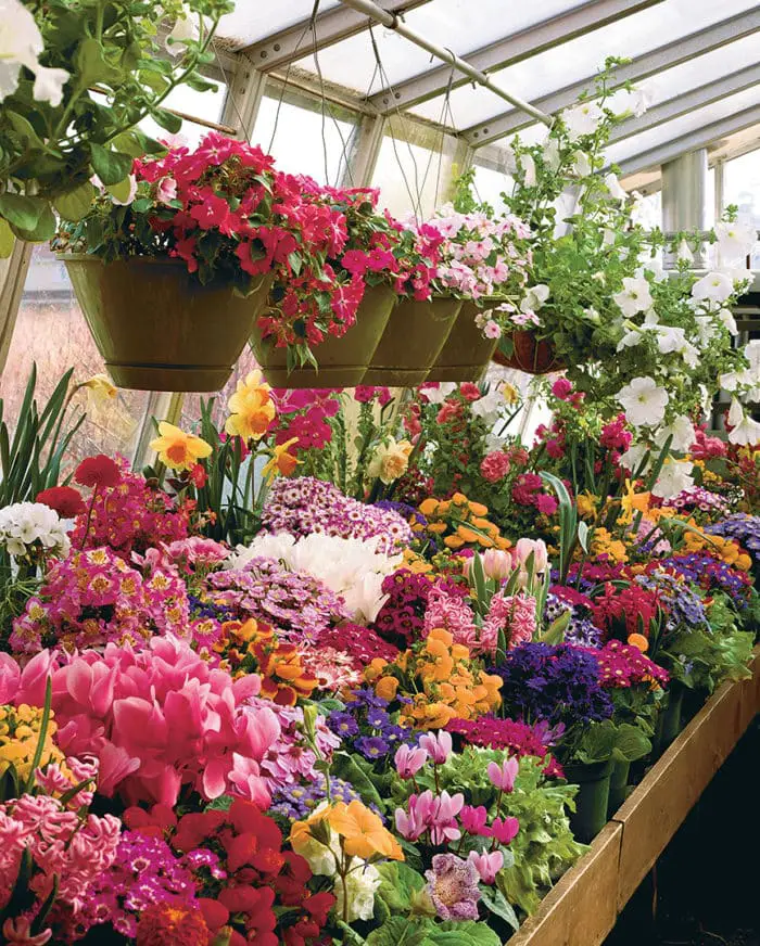 Can You Keep Plants in a Greenhouse During Winter