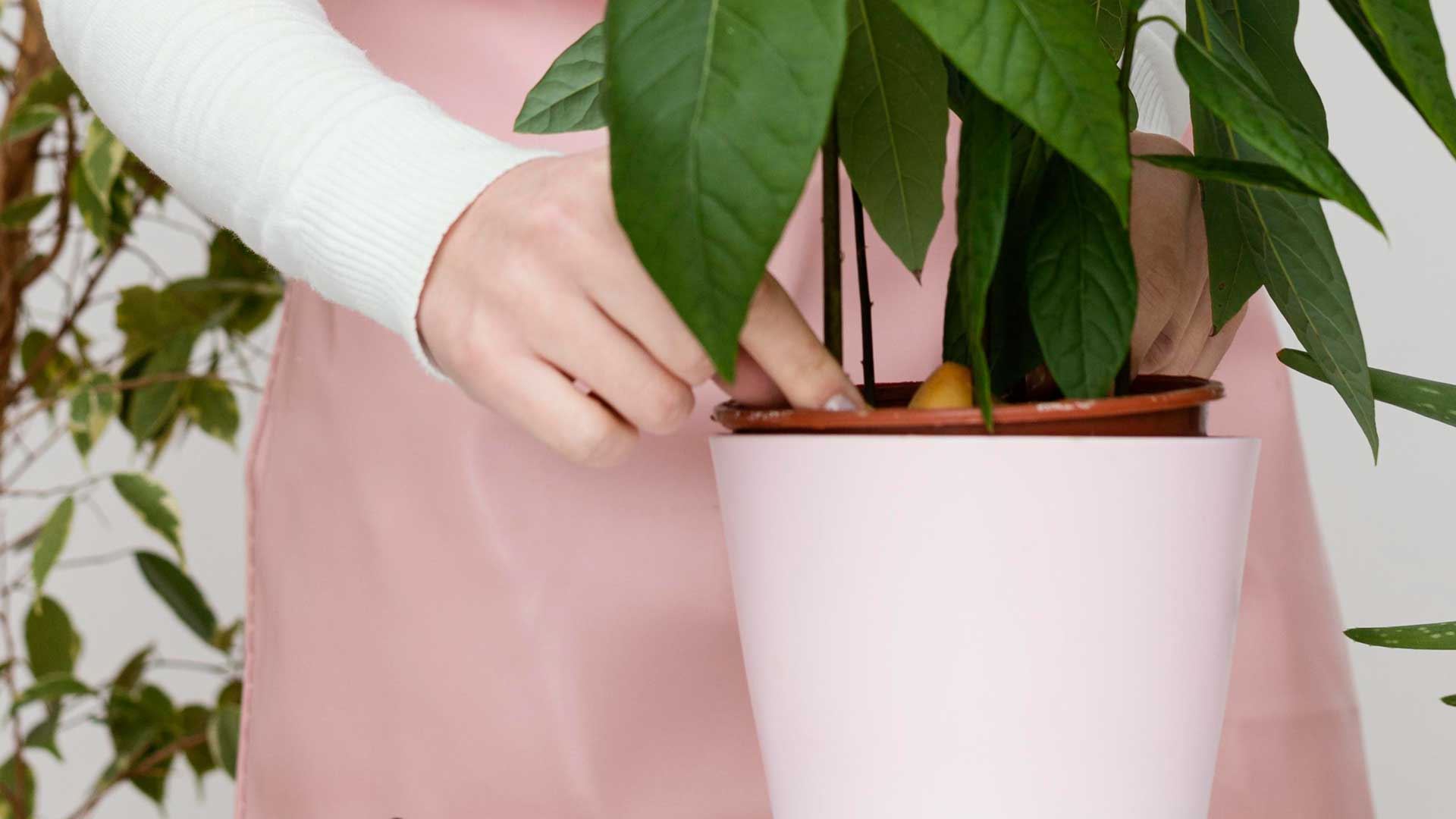 Can You Keep Plants in Their Plastic Pots