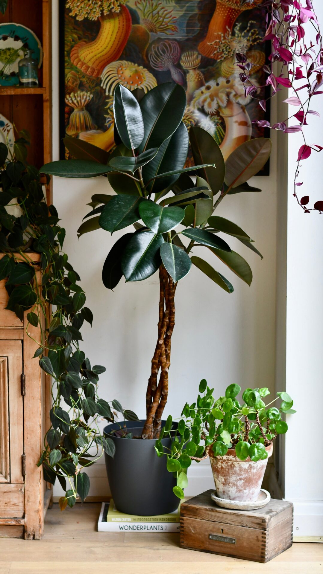 Cheapest Place to Buy House Plants UK Online: Top 7 Sites