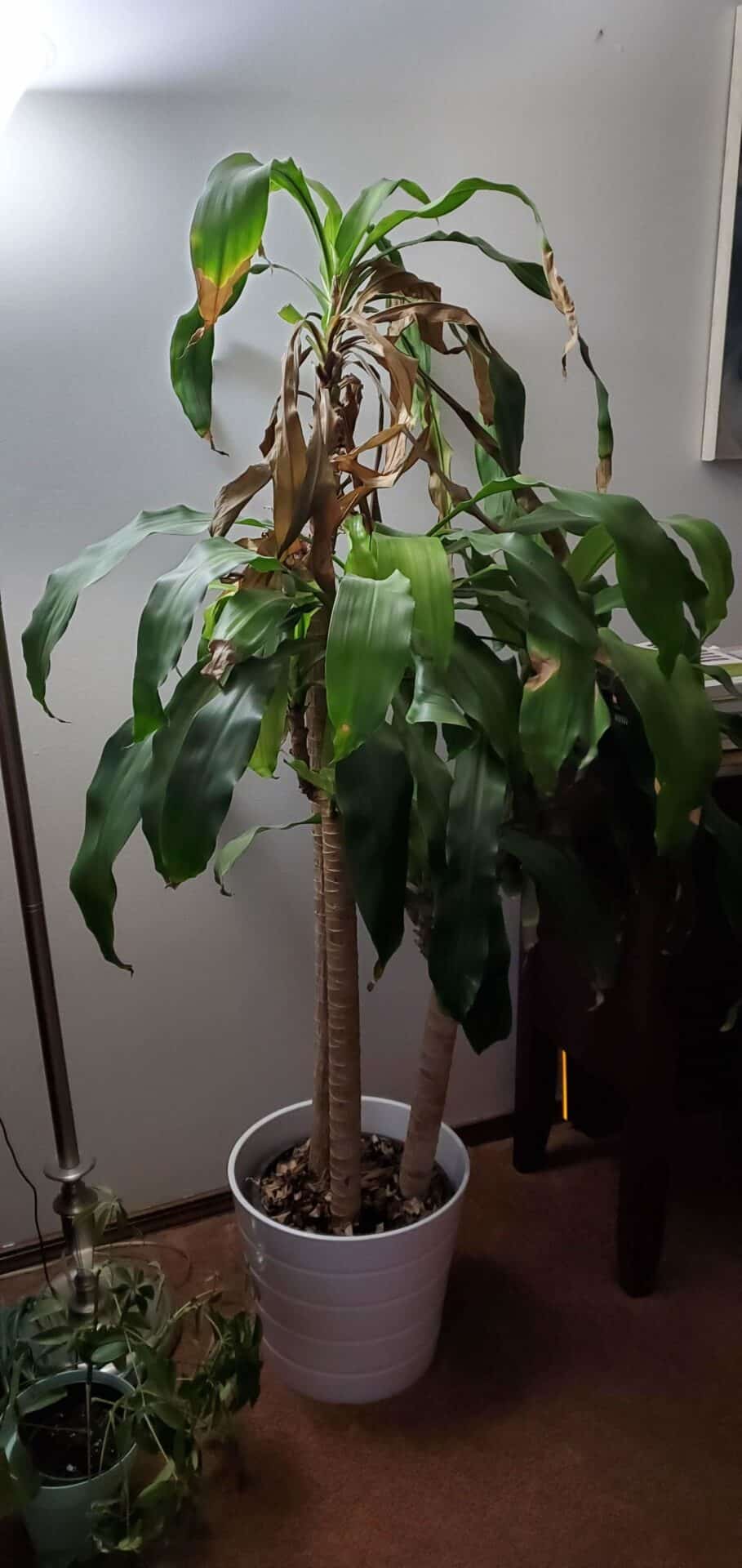 How Do I Know If My Indoor Plant is Dying