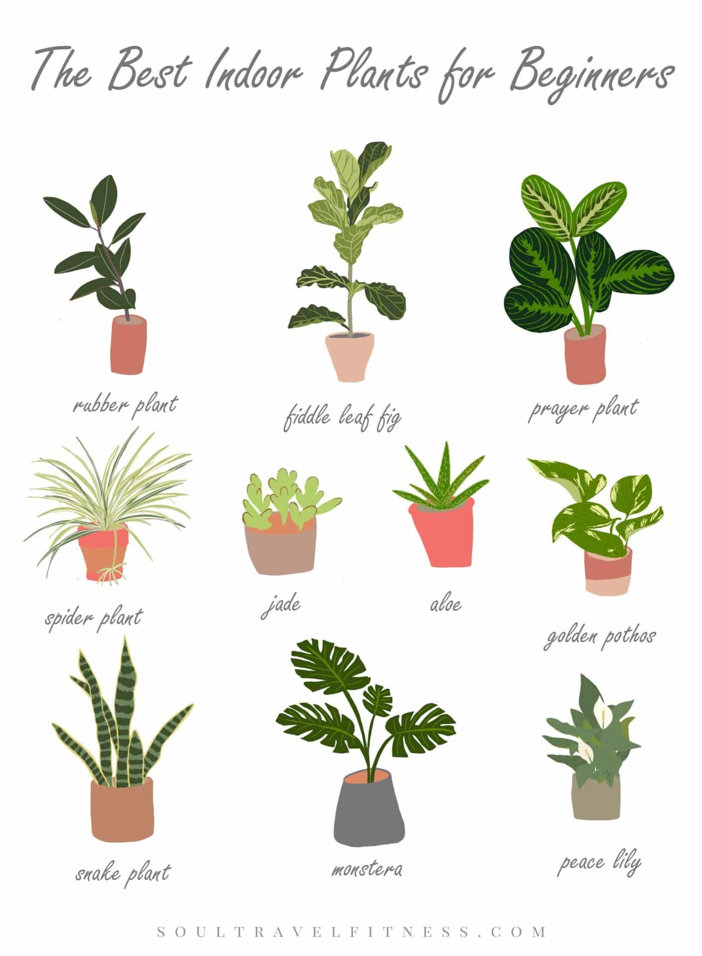 How Do I Know What House Plant I Have