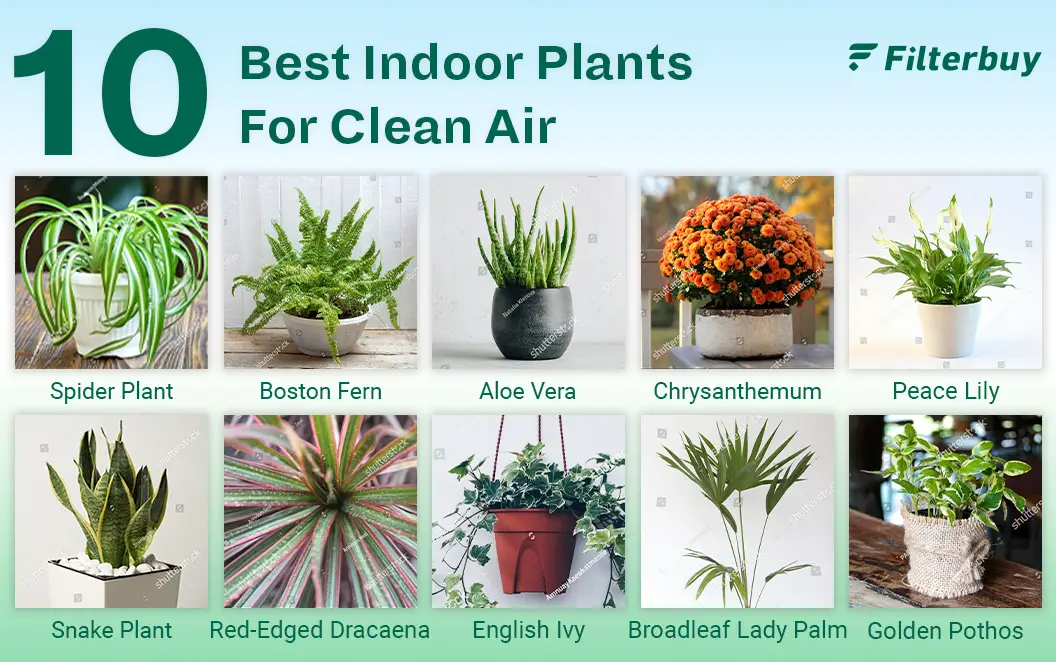 How Many House Plants to Clean the Air