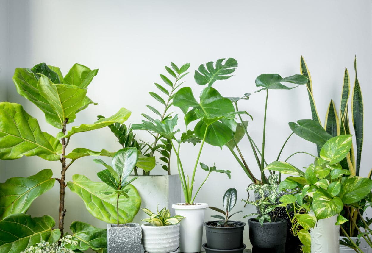 How Many Plants Do I Need to Purify Air: Ultimate Guide