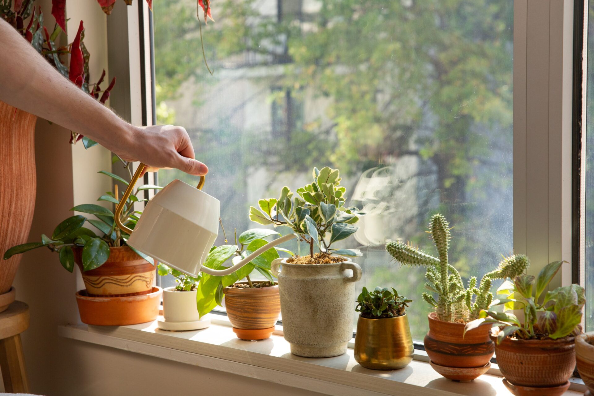 How Often are You Supposed to Water House Plants: Expert Tips