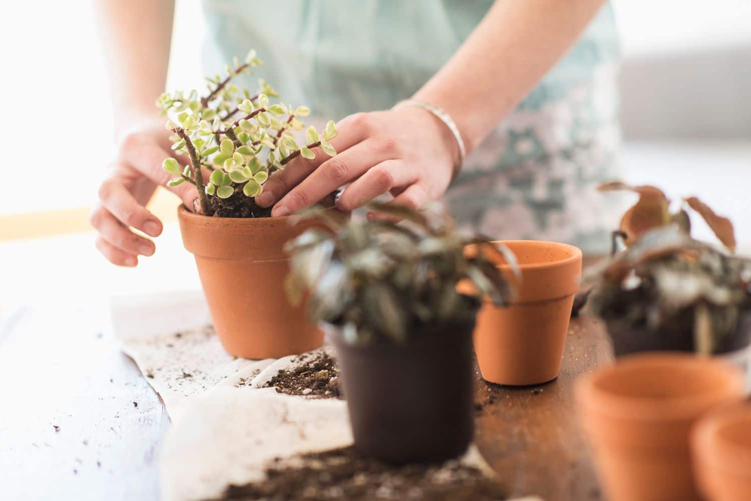 How Often Should You Change House Plant Soil: Expert Tips