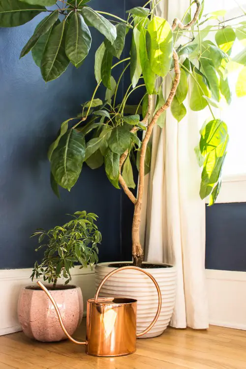 How to Tell If an Indoor Plant Needs Water: Expert Tips