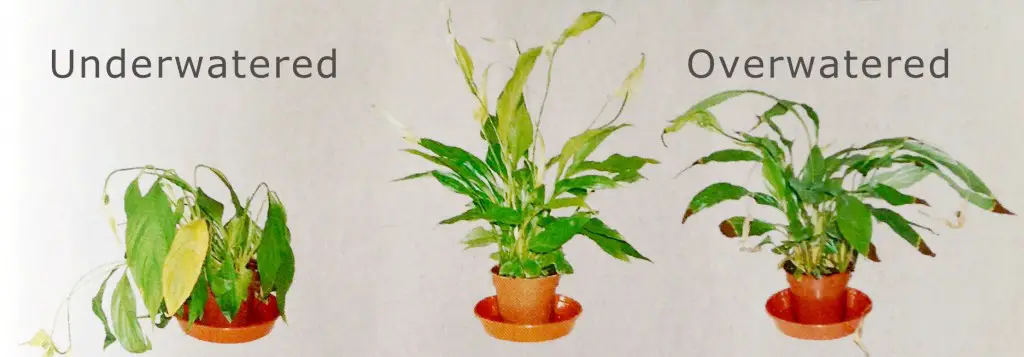 How to Tell If House Plants are Overwatered