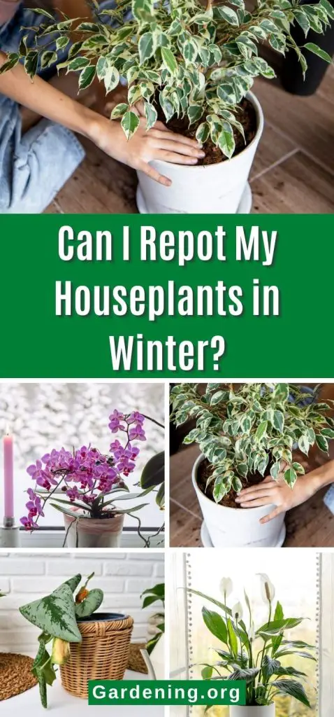 Is It Ok to Repot Houseplants in Winter