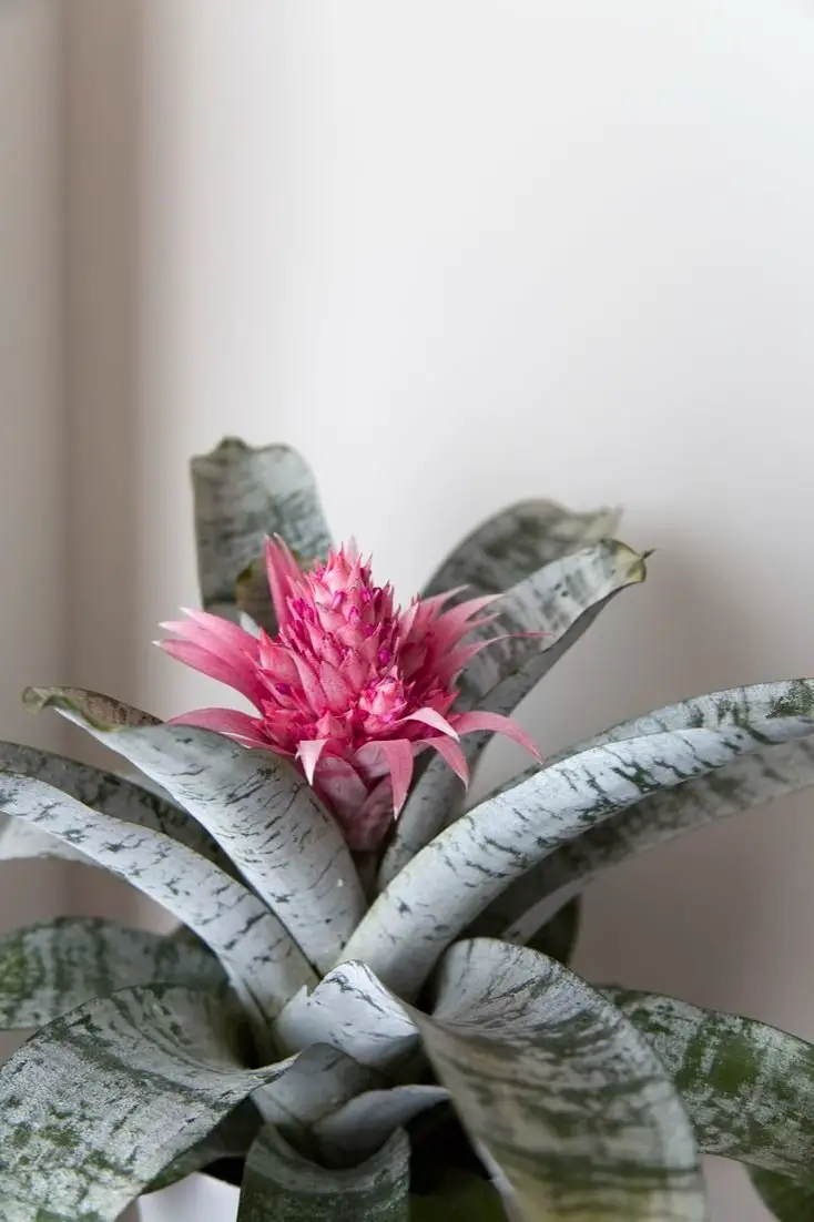 Large House Plant That Doesn’t Need Light: Perfect for Dark Spaces