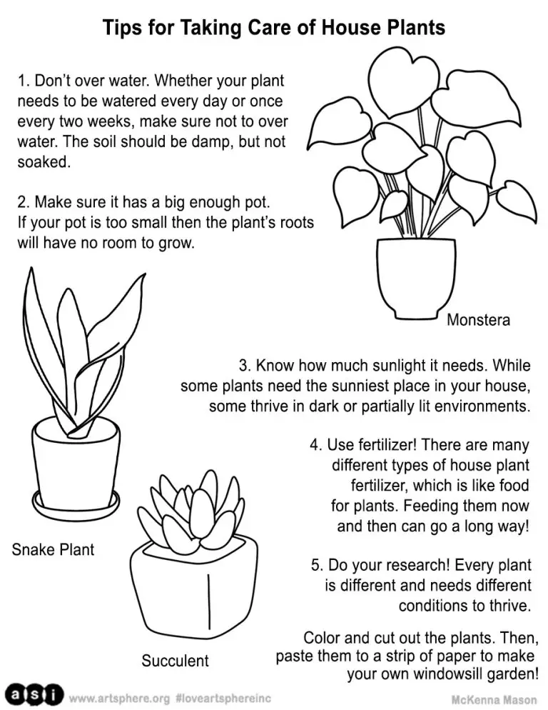 Steps on How to Take Care of Plants: Expert Tips for Thriving Greenery