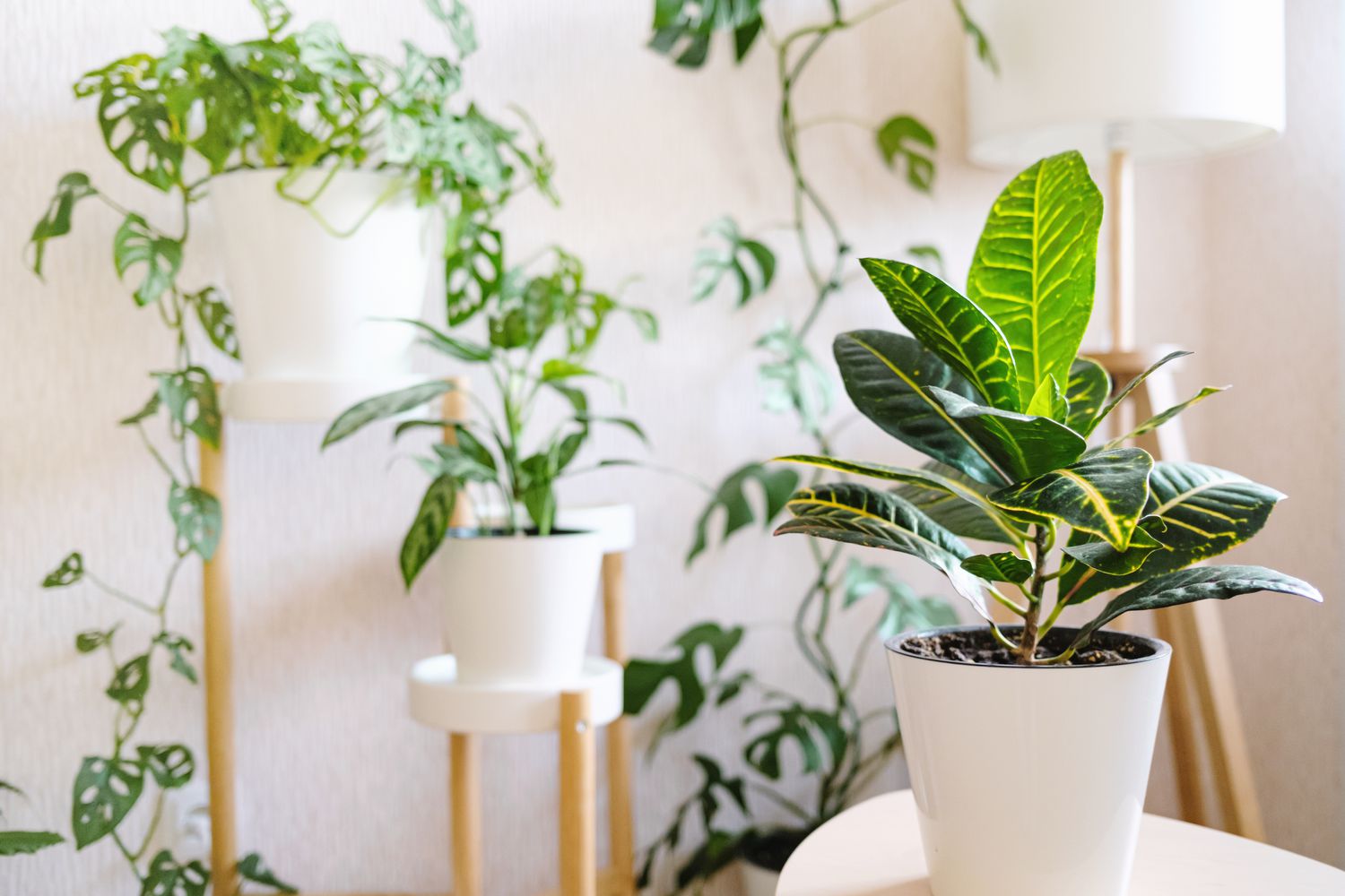 Tall House Plant That Doesn’T Need Sunlight: Ultimate Guide