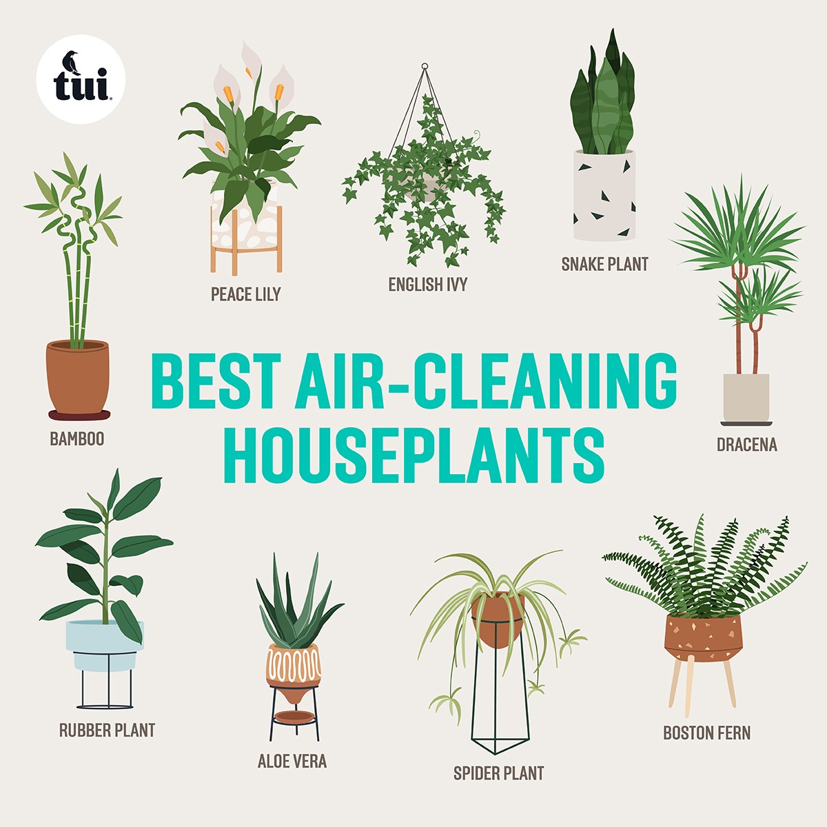 What are the Best Plants to Purify Air: Top Picks for Clean Air