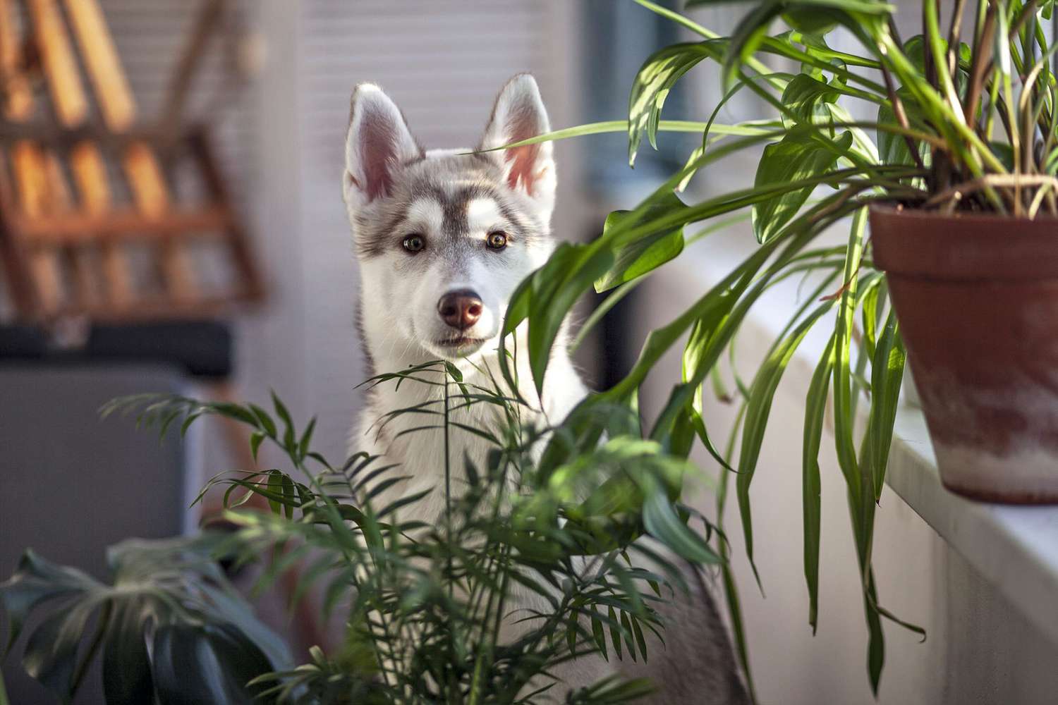 What Happens If a Dog Eats a House Plant