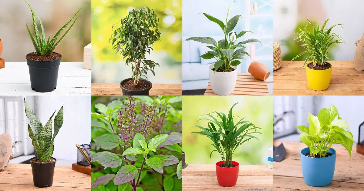 What House Plant Produces the Most Oxygen