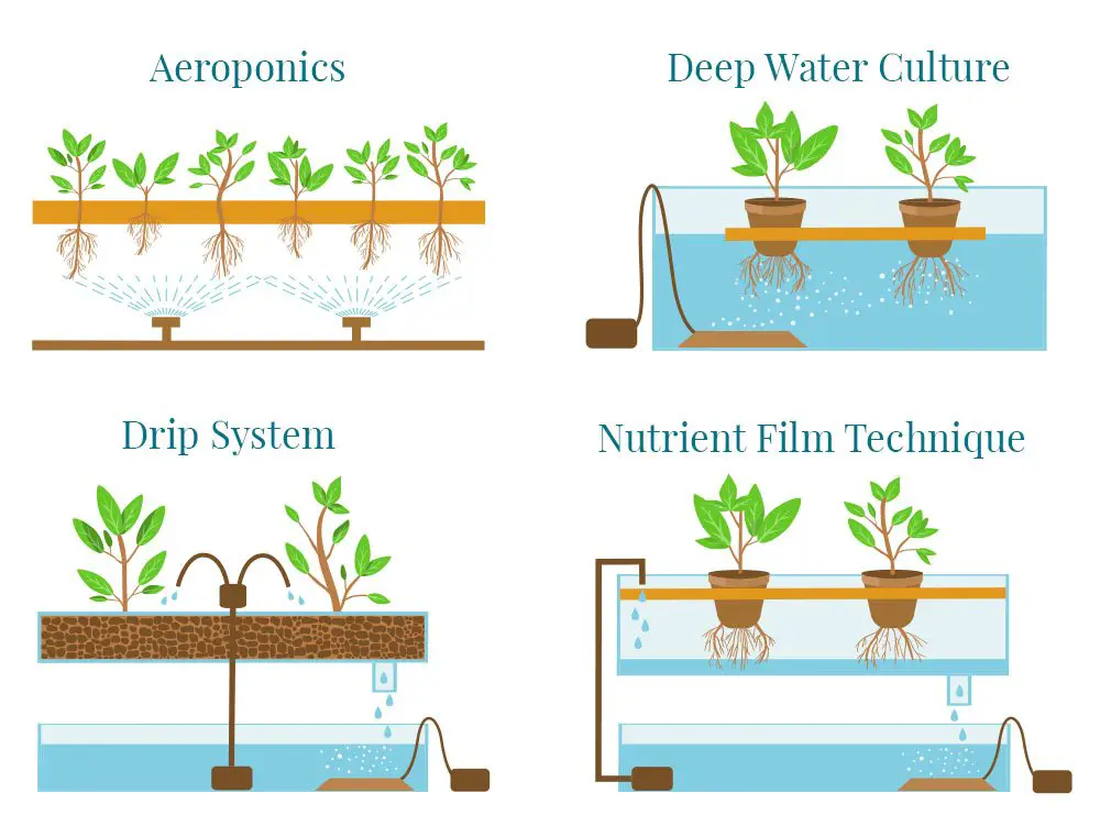 What House Plants Can Be Grown Hydroponically: Top Picks for Your Home