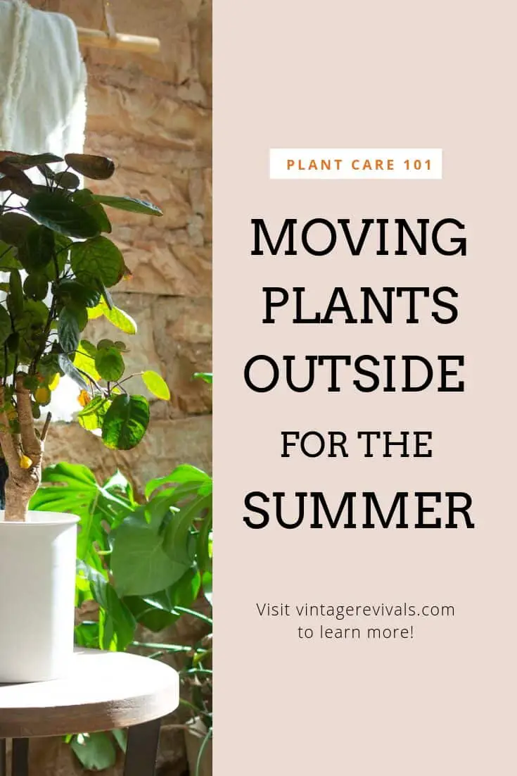 What House Plants Can Be Outside in the Summer: Top Picks