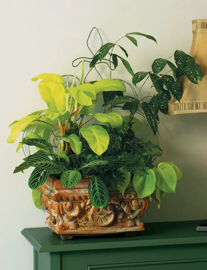 What House Plants Can Be Planted Together: Ultimate Guide