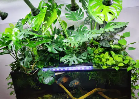 What House Plants Can Be Used in Aquariums