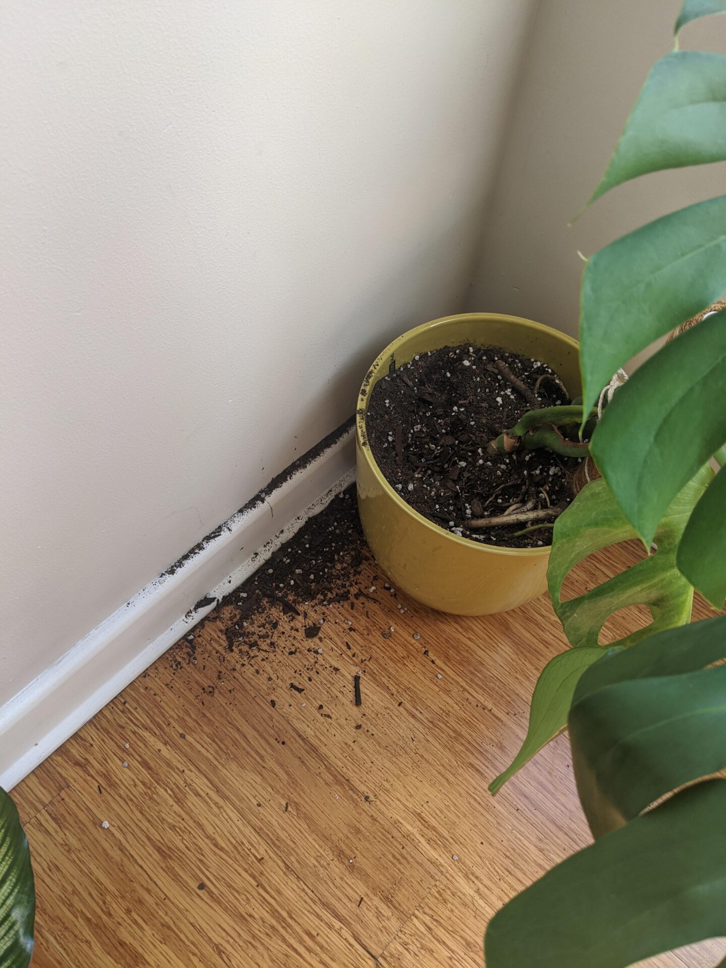 What to Do If Cat Pees in House Plant: Effective Solutions