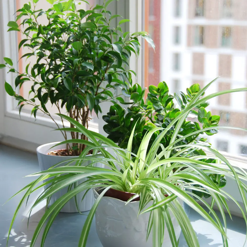 What to Do If My House Plant is Dying: Expert Tips & Solutions