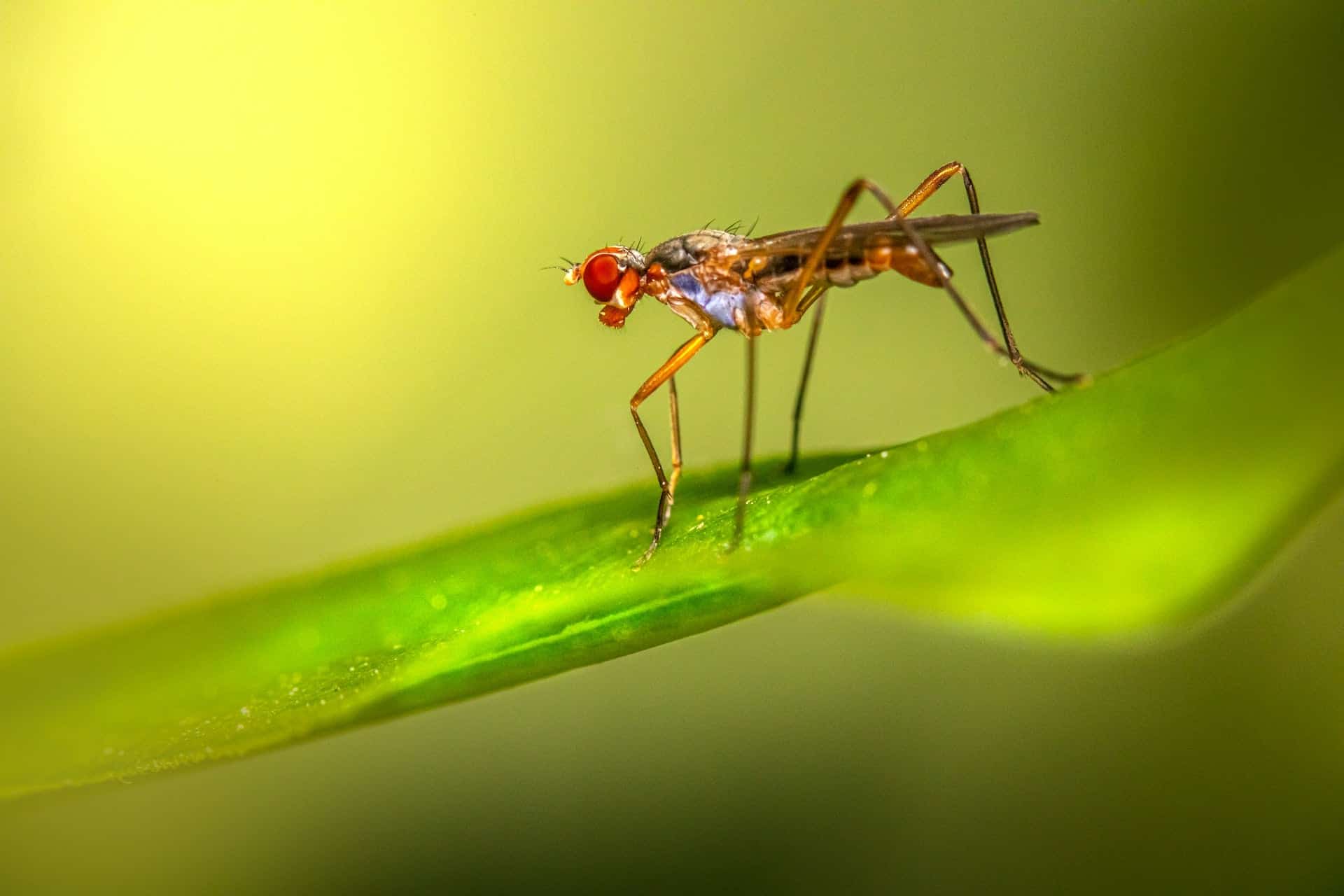 What to Do If Your Houseplant Has Flies