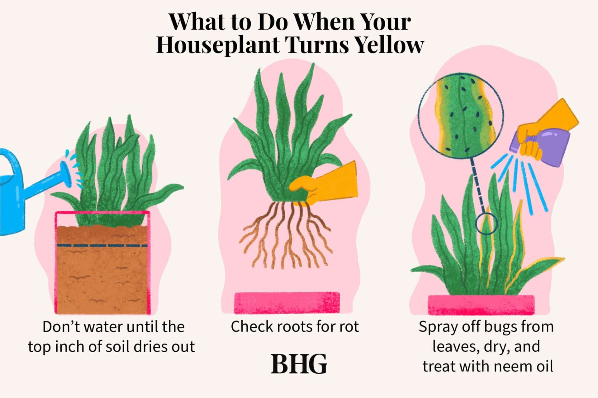 What to Do When House Plant Leaves Turn Yellow: Expert Tips