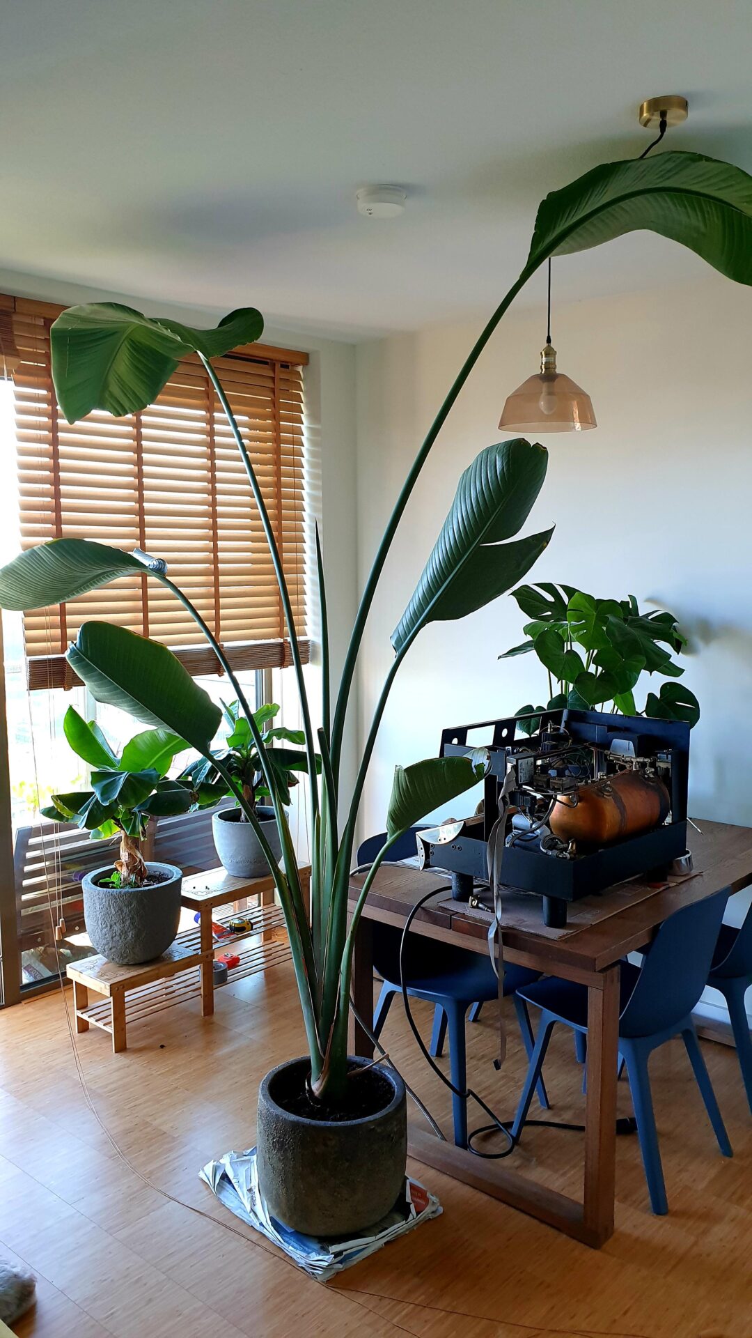 What to Do When House Plants Get Too Big