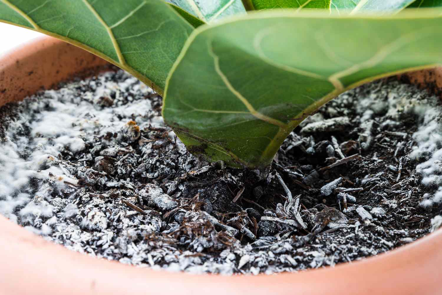 What to Do When Houseplant Soil Gets Moldy