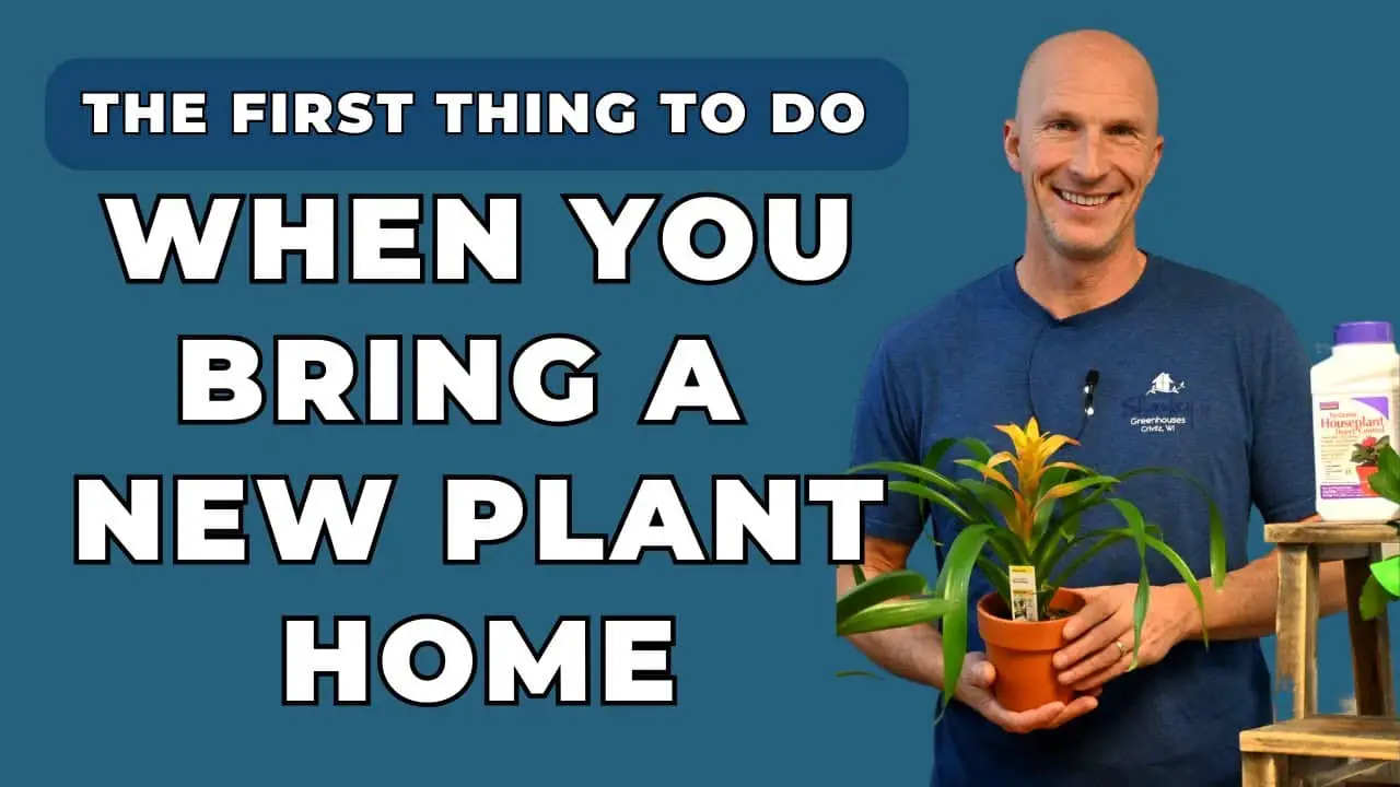 What to Do When You First Bring a Plant Home