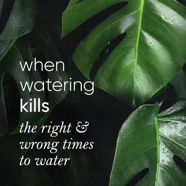 When is the Best Time to Water House Plants