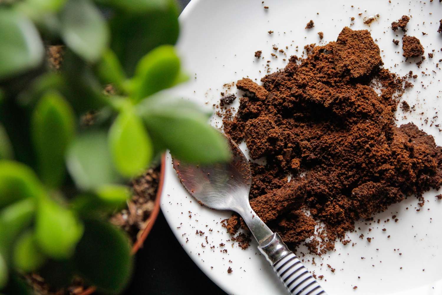 When to Use Coffee Grounds in House Plants