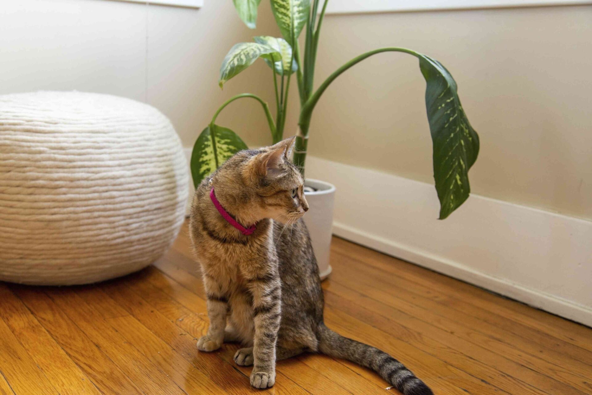 Which House Plants are Poisonous to Cats: Essential Guide