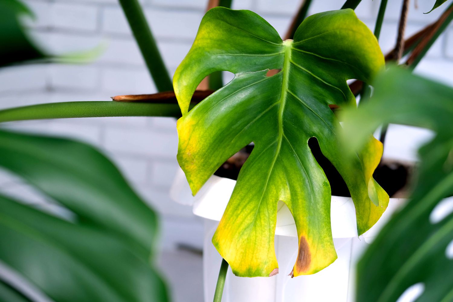 Why Does My House Plant Have Yellow Leaves