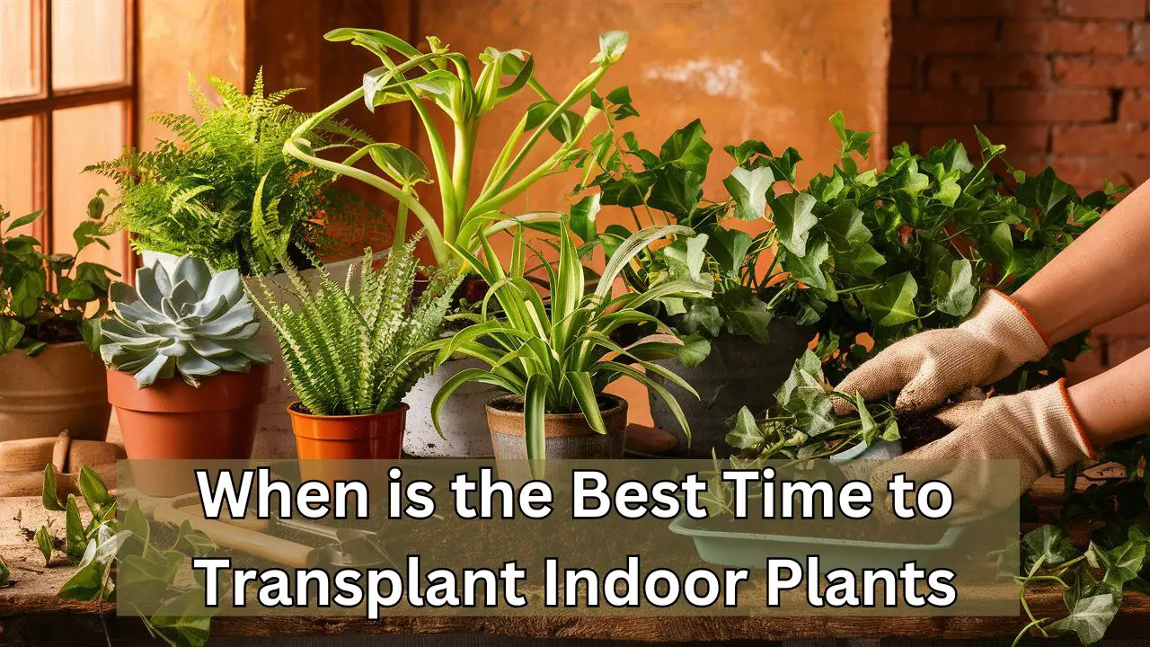 When is the Best Time to Transplant Indoor Plants: Ultimate Guide