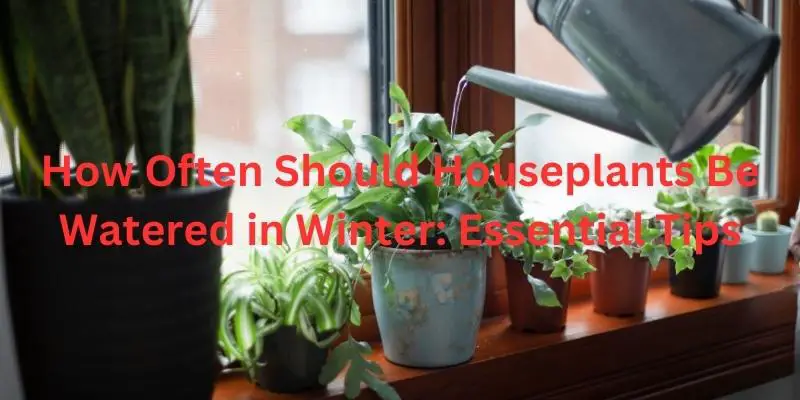 How Often Should Houseplants Be Watered in Winter: Essential Tips