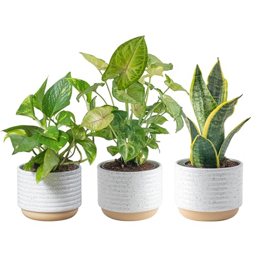 Best Air Purifying Plants for Home: Top Picks for Clean Air