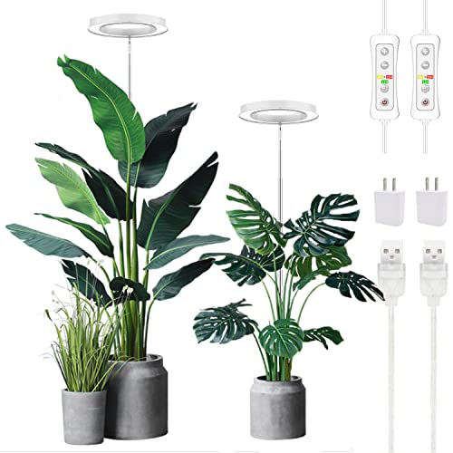 Best Large Indoor Plants for Low Light: Top Picks and Care Tips