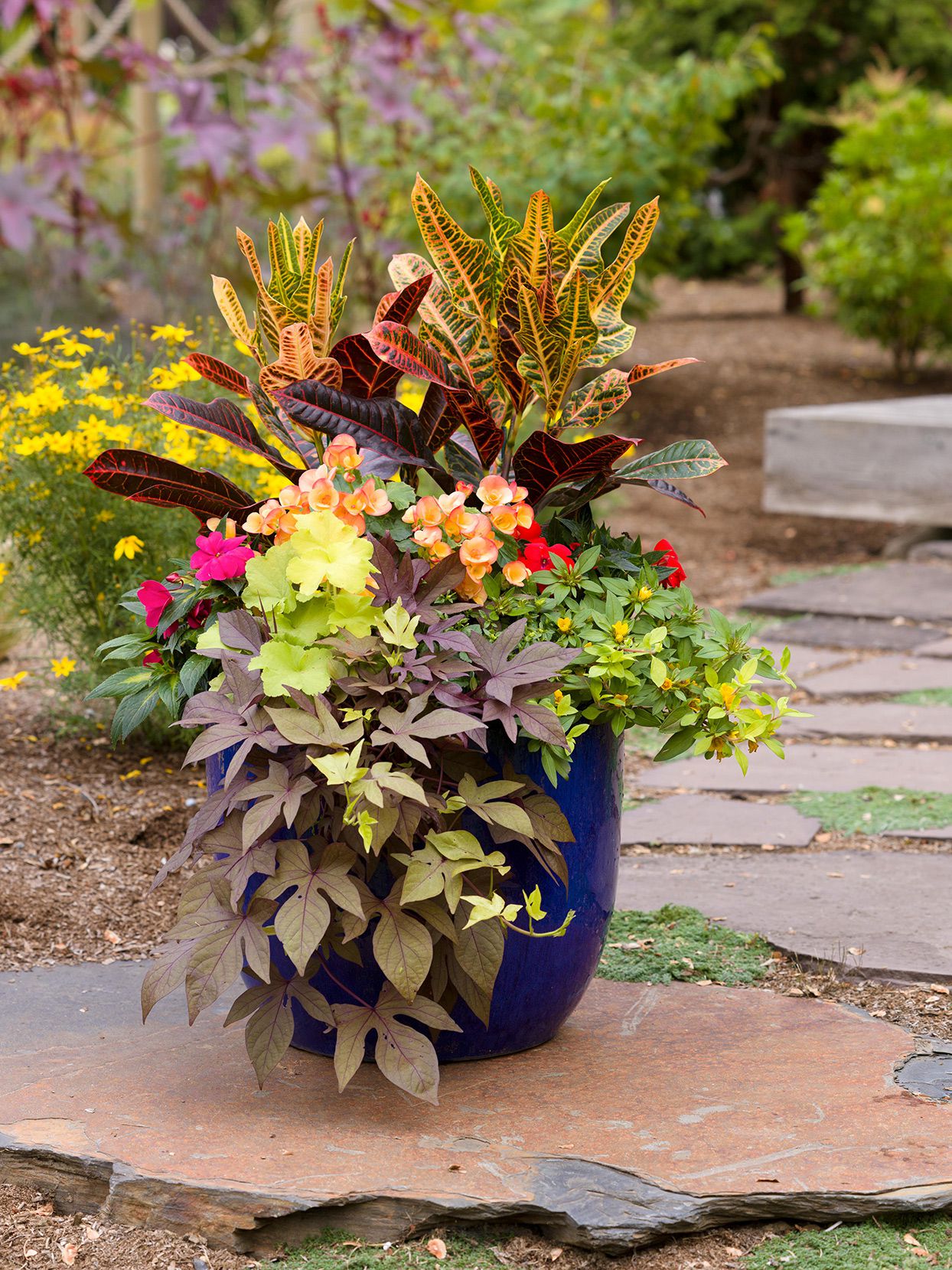 Best Way to Pot Outdoor Plants: Expert Tips for Lush Growth