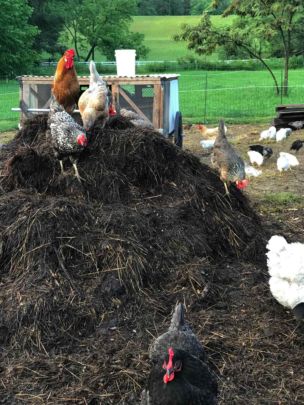 Best Way to Use Chicken Manure in Garden