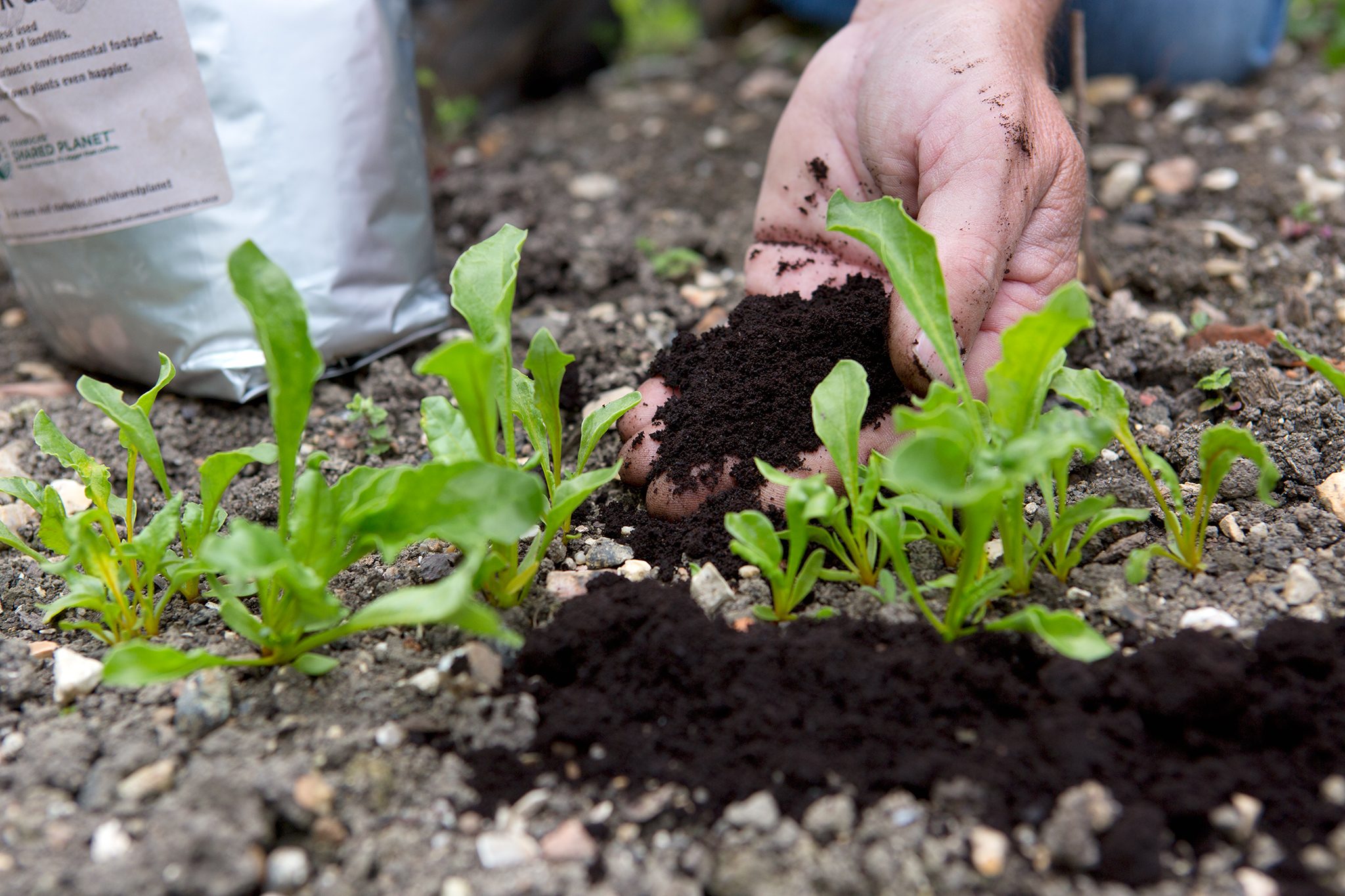 Best Way to Use Coffee Grounds in Garden: Enhance Soil & Plants