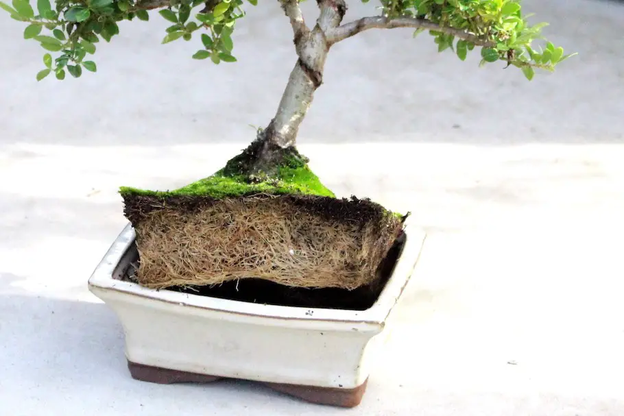 Best Way to Water Bonsai