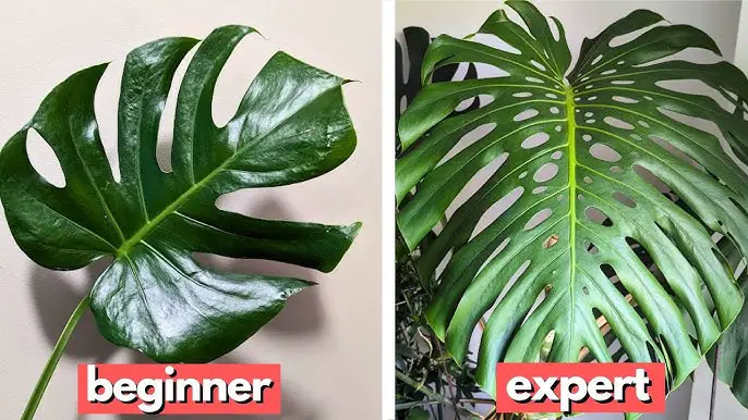 Best Way to Water House Plants: Expert Tips for Thriving Greens