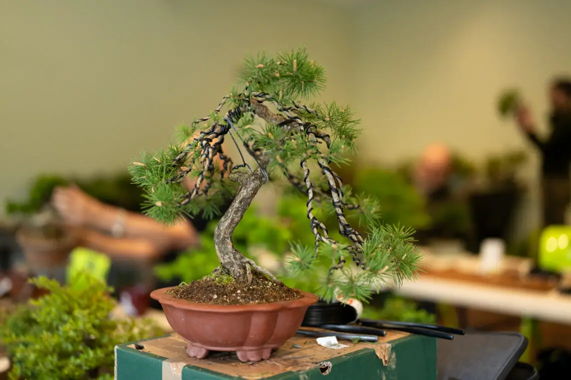 Bonsai Ideas