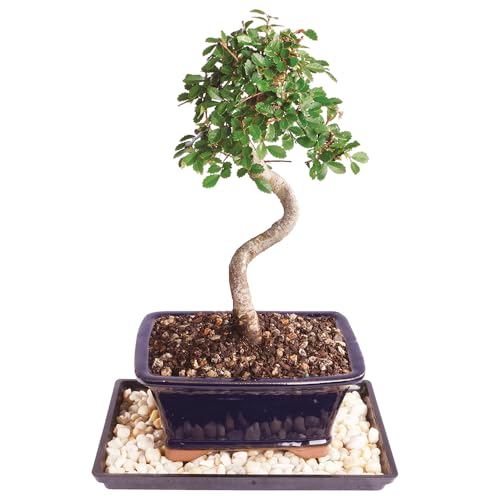 Chinese Elm Bonsai Forest: Cultivate Your Own Tranquil Zen Garden