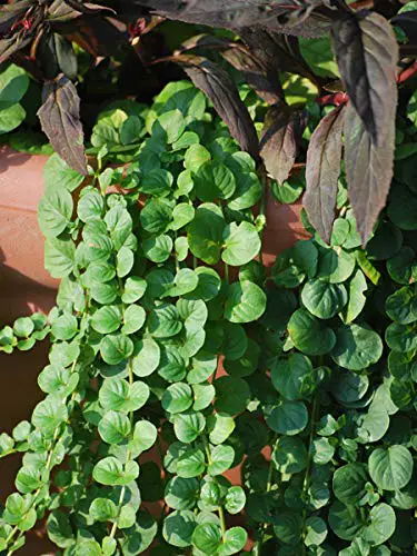 Creeping Jenny Seeds for Sale – Transform Your Garden Instantly