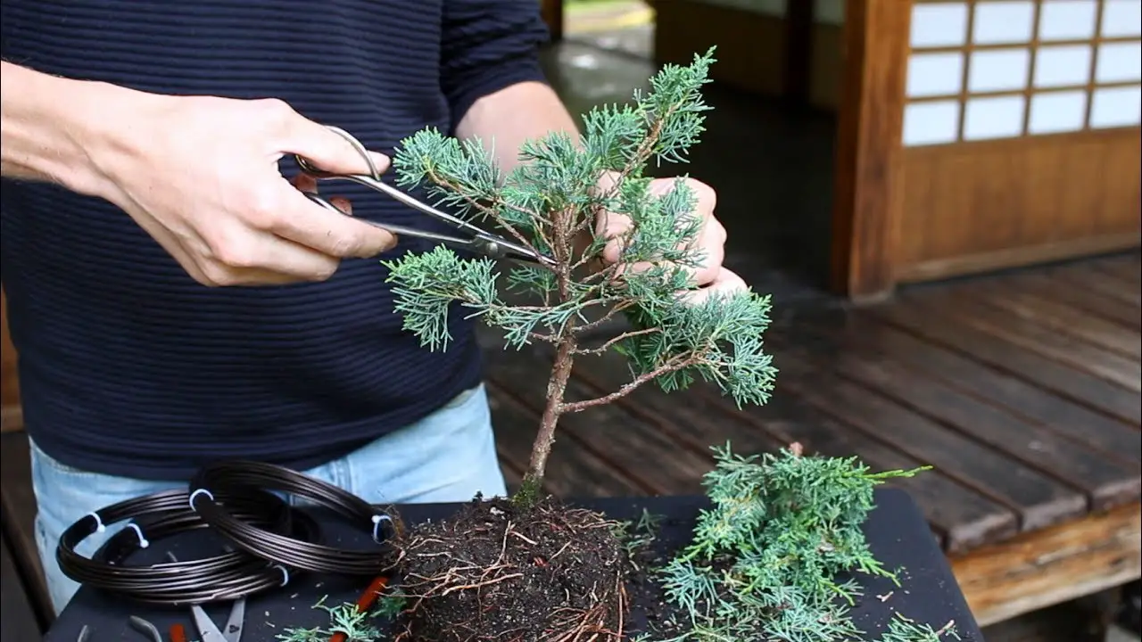 How to Make Bonsai Tree