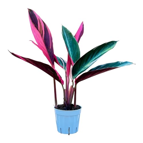 Indoor Plants for Shade: Discover the Stunning Stromanthe Triostar